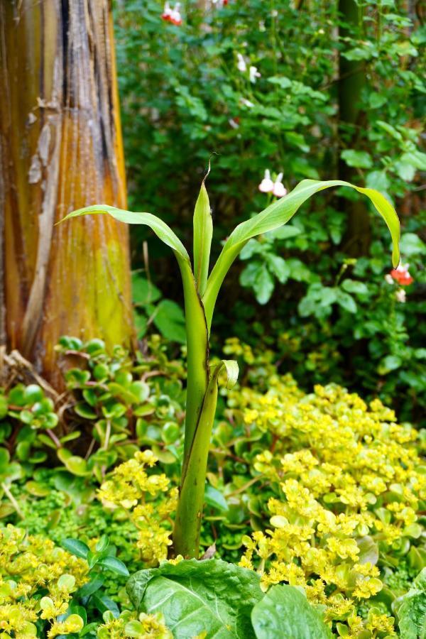 Jungle Stay In A Hidden Paradise Zwijndrecht Exteriér fotografie